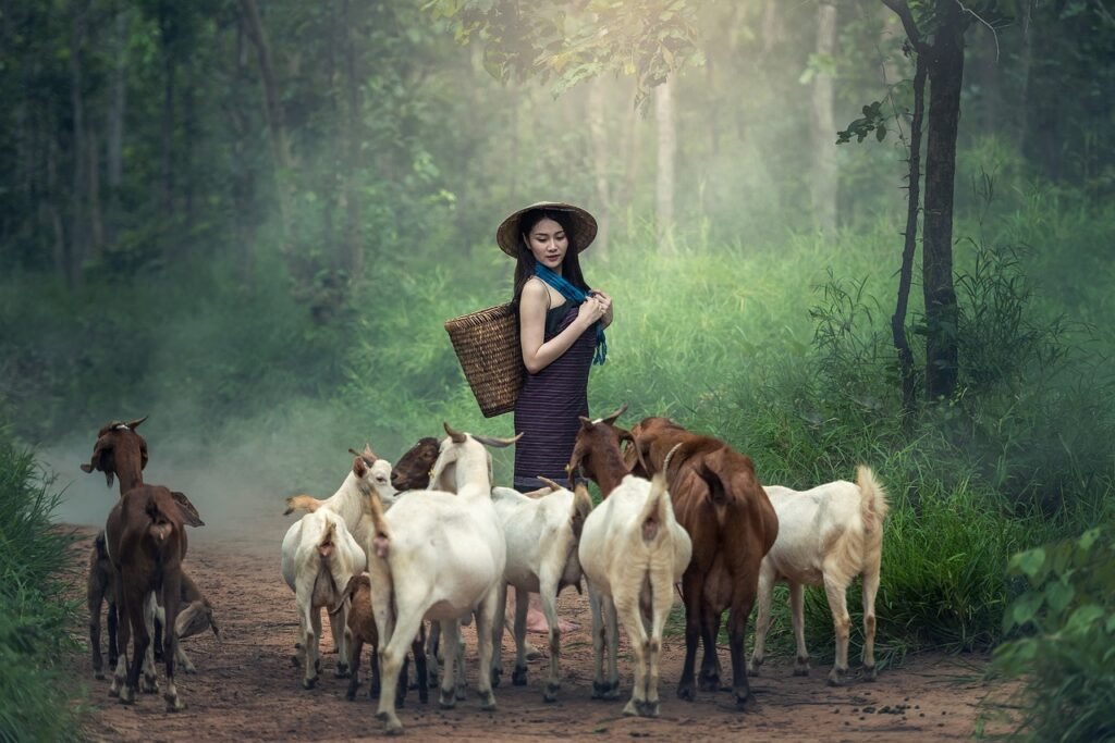 animals, asia, farmer, farmland, woman, goat, grass, livestock, mammal, nature, outside, countryside, thailand, basket, farmer, goat, goat, goat, goat, goat