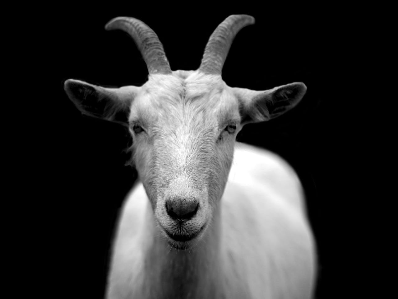 A striking black and white close-up of a goat with prominent horns, exuding elegance.