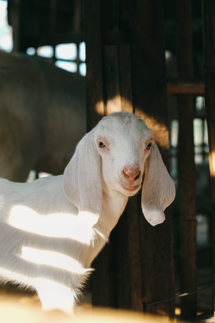 Anglo-Nubian goat photographed on a farm in Vietnam, bathed in soft sunlight.