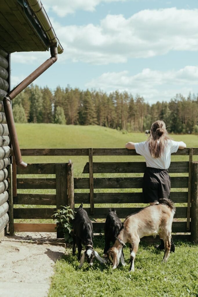 A young woman and goats enjoy a peaceful farm view on a sunny day.