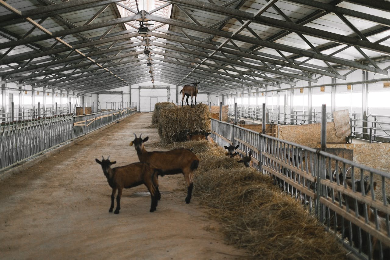 Brown goats in a large indoor farm setting with hay bales and metal enclosures.