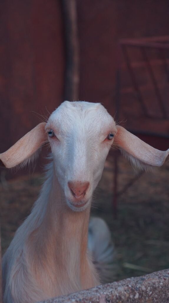 Charming close-up of a Saanen goat showcasing its gentle expression outdoors.